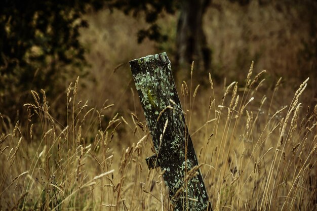 Close-up de l'herbe sur le terrain