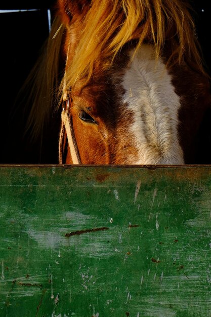 Photo close-up de l'herbe