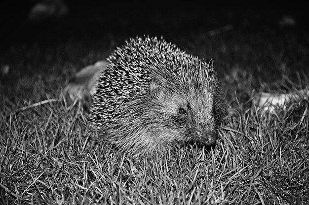 Close-up d'un hérisson sur l'herbe la nuit