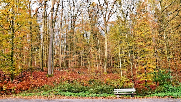 Close up de hêtres aux couleurs de l'automne