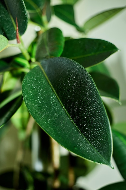 Close up Home plant Usine de caoutchouc ou Ficus Elastica avec goutte d'eau concept de soins des plantes d'accueil