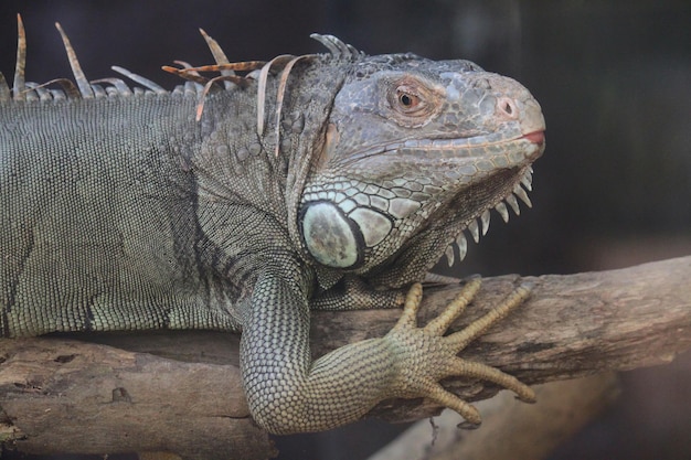 Close up Iguana sur bois sec