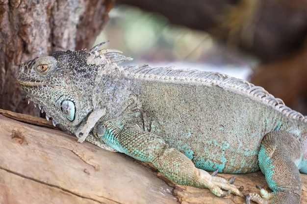 Close up Iguana sur bois sec