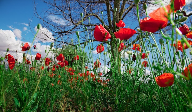 Close up image de champ de coquelicots