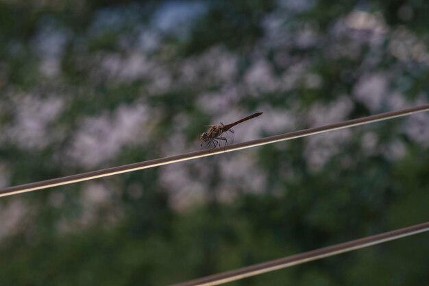 Photo close-up d'un insecte sur une corde