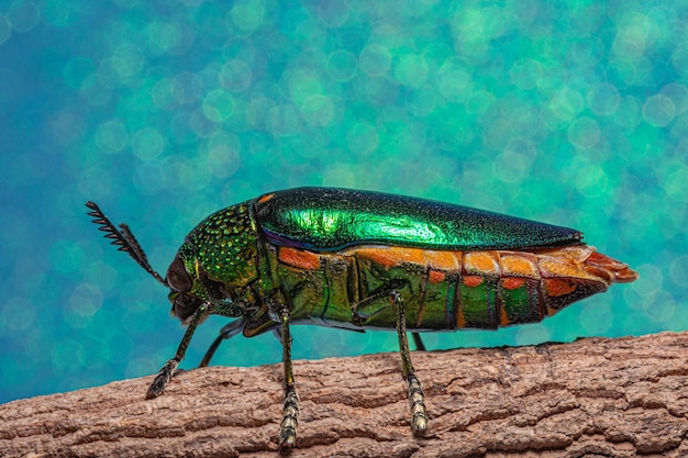 Close-up d'un insecte sur du bois