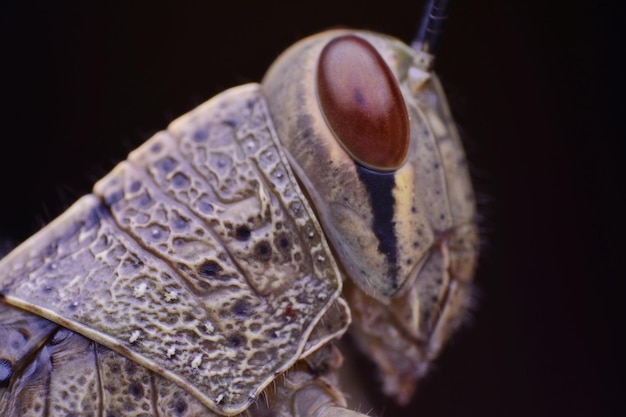 Photo close-up d'un insecte sur une feuille sur un fond noir