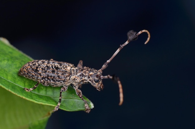 Close-up d'un insecte sur une feuille sur un fond noir