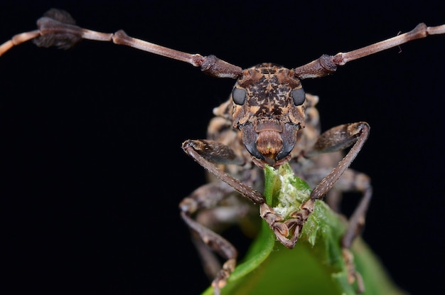 Close-up d'un insecte sur une feuille sur un fond noir