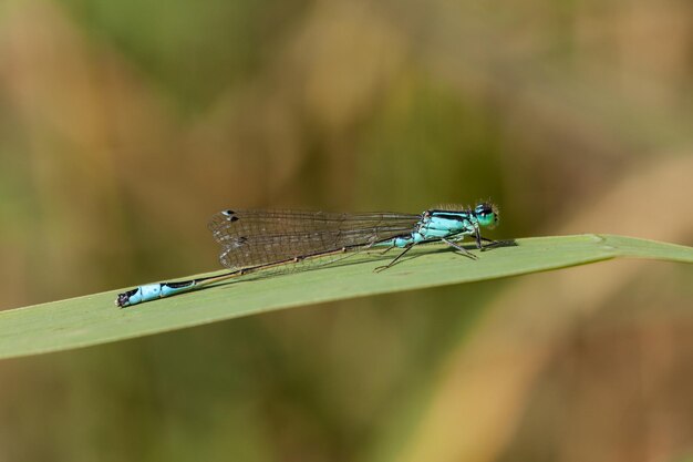 Close-up d'un insecte sur une feuille