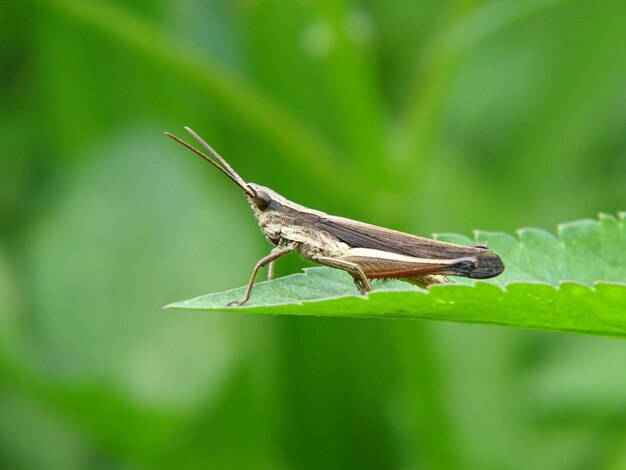 Close-up d'un insecte sur une feuille