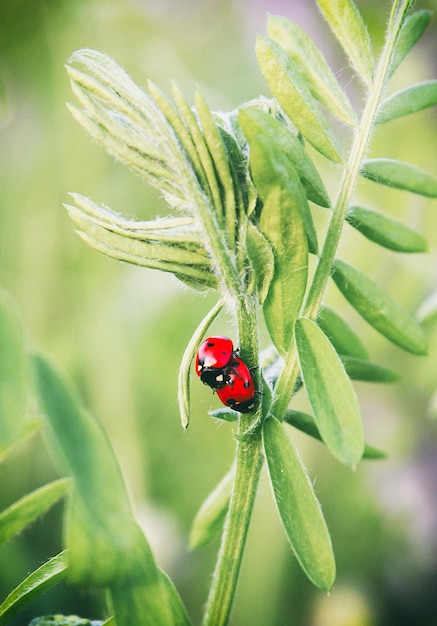 Close-up d'un insecte sur une feuille