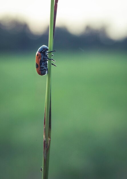 Close-up d'un insecte sur une feuille