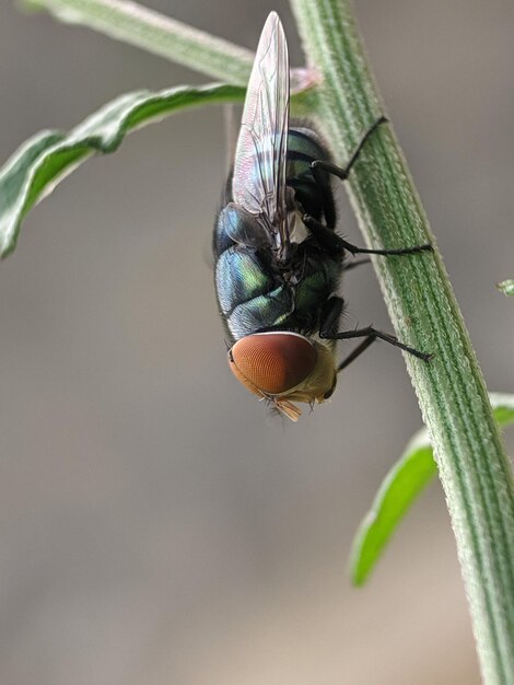 Photo close-up d'un insecte sur une feuille