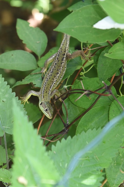 Photo close-up d'un insecte sur une feuille