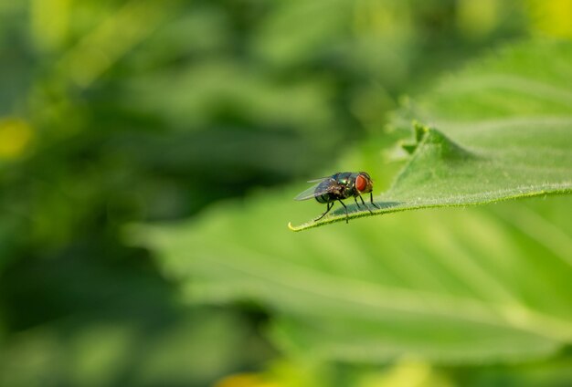 Close-up d'un insecte sur une feuille