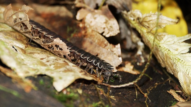 Photo close-up d'un insecte sur des feuilles