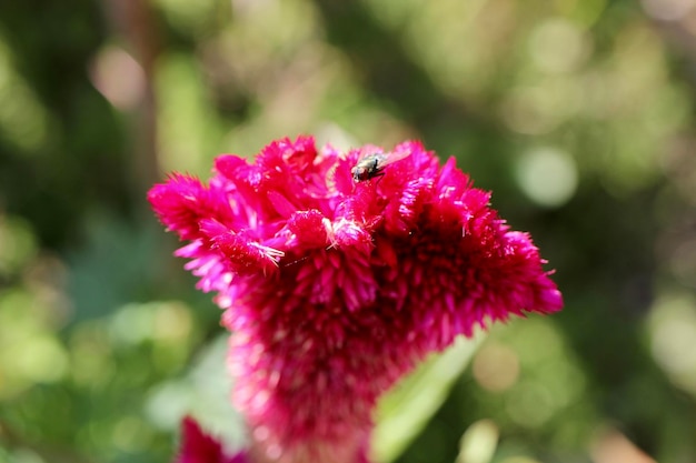 Close-up d'un insecte sur une fleur rose