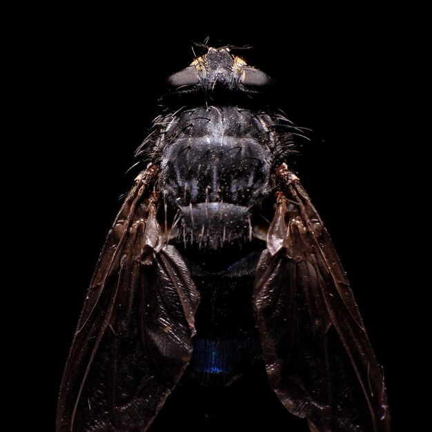 Photo close-up d'un insecte sur un fond noir