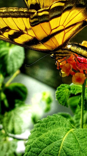 Photo close-up d'un insecte sur une plante