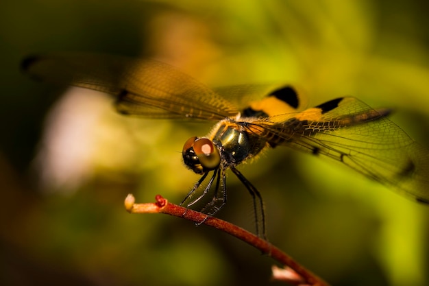 Photo close-up d'un insecte sur une plante