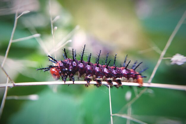 Photo close-up d'un insecte sur une plante