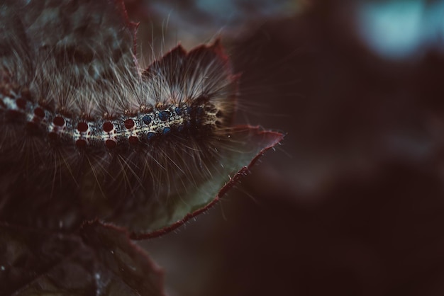 Close-up d'un insecte sur une plante