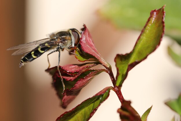 Photo close-up d'un insecte sur une plante