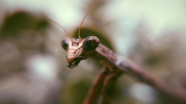 Photo close-up d'un insecte sur une toile