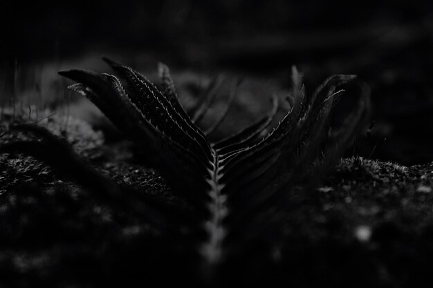 Photo close-up d'un insecte