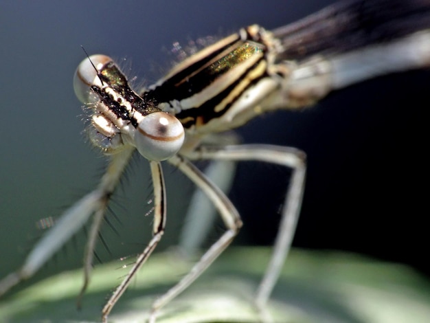 Photo close-up d'un insecte