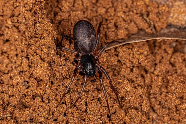 Photo close-up d'un insecte