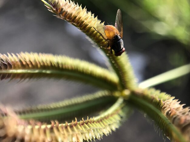 Photo close-up d'un insecte