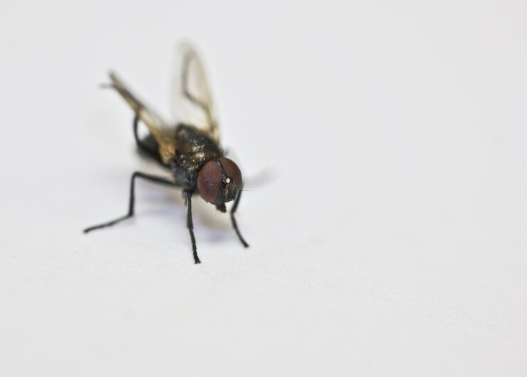 Photo close-up d'un insecte