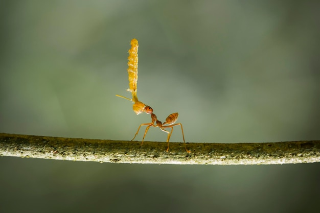 Close-up d'un insecte