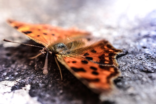 Photo close-up d'un insecte