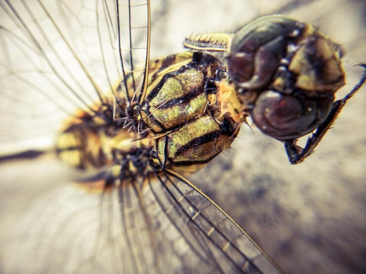 Photo close-up d'un insecte