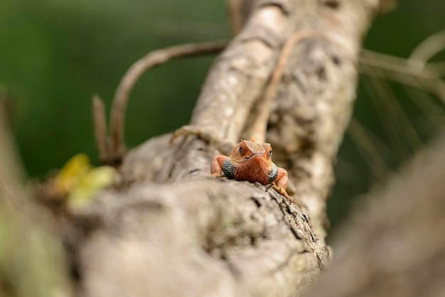 Close-up d'un insecte