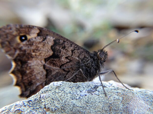 Photo close-up d'un insecte