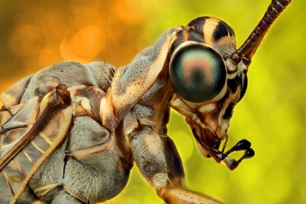Close-up d'un insecte