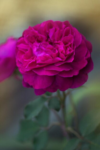 Close up de jardin rose Falstaff