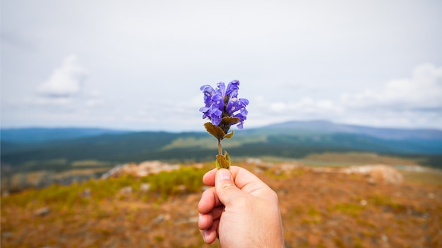 Close-up jeune homme voyageur tient dans sa main une fleur pourpre. Photographies de touristes en montagne