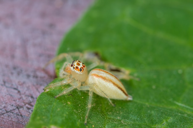 Close up Jumping Spider