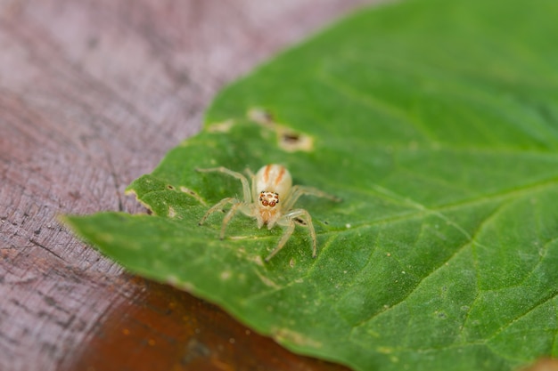 Close up Jumping Spider