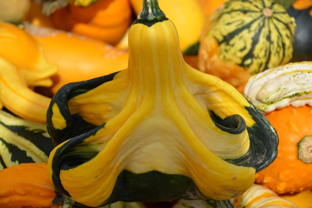 Photo close-up de légumes jaunes à vendre sur le marché