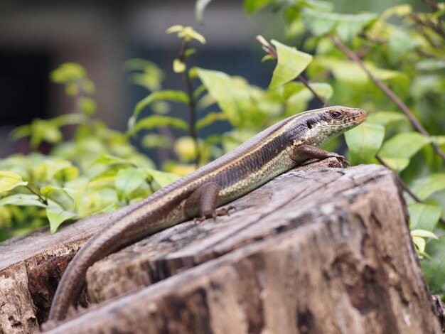 Photo close-up d'un lézard sur du bois contre des plantes