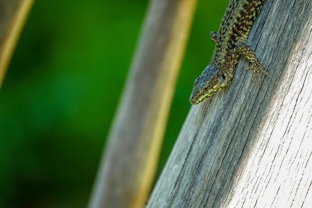 Photo close-up d'un lézard sur un métal rouillé