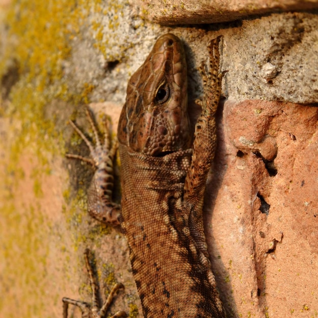 Close-up d'un lézard qui grimpe sur le mur