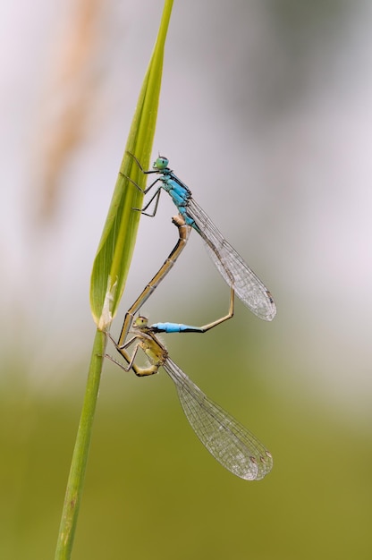 Close up de libellule demoiselle à queue bleue