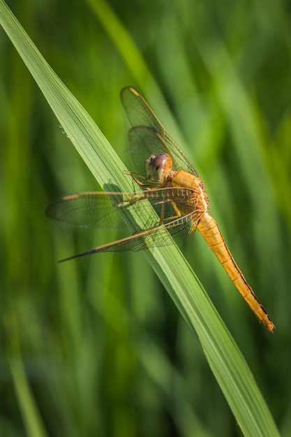 Close up de libellule jaune reposant sur l'herbe